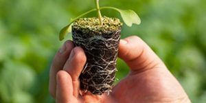 cropped-o-que-plantar-para-ganhar-dinheiro-rapido.jpg
